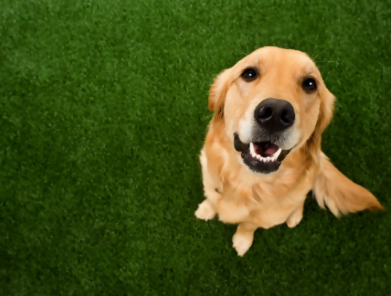 Pet-Safe Backyard