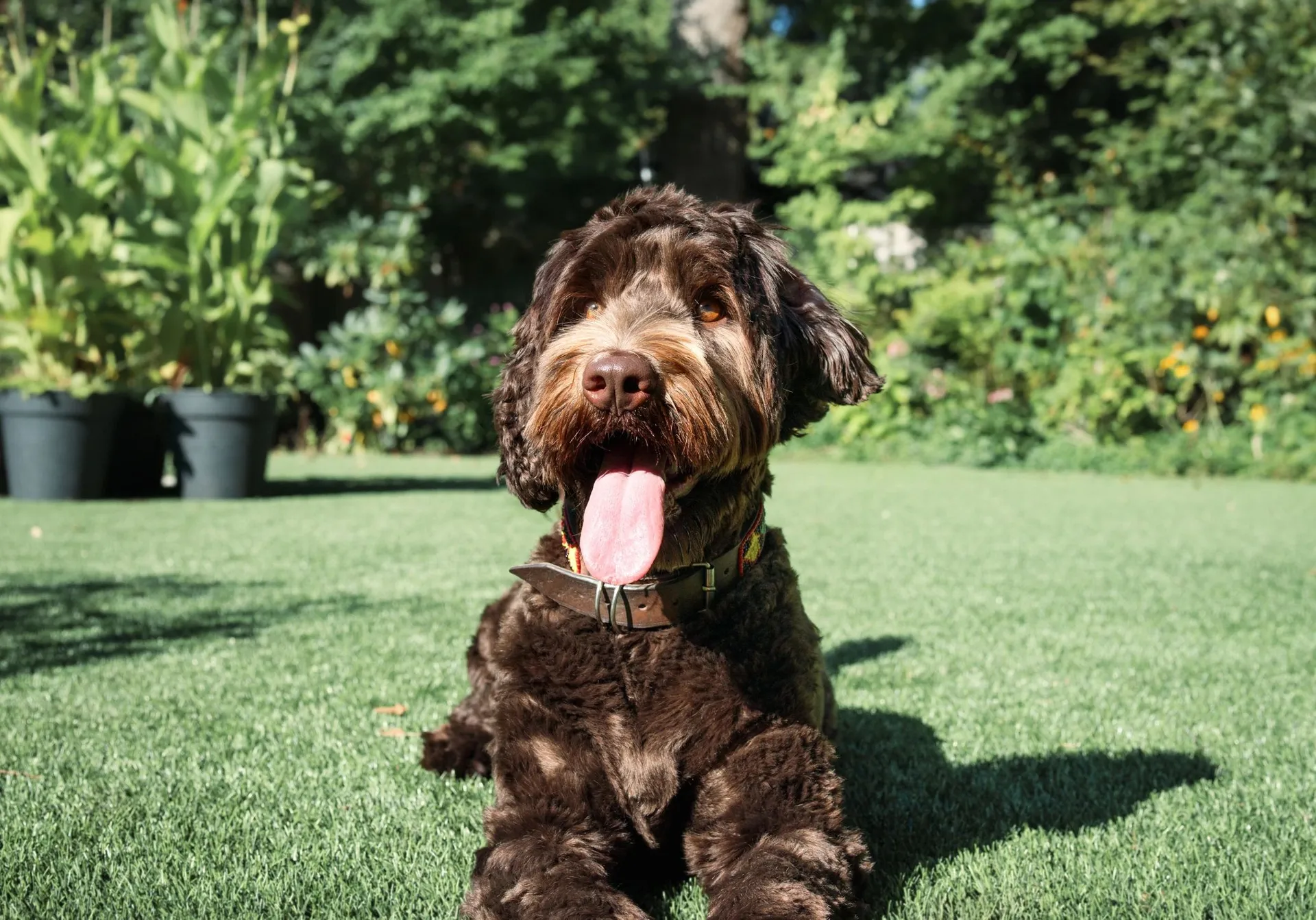 Dog playing on pet turf in a South Florida backyard